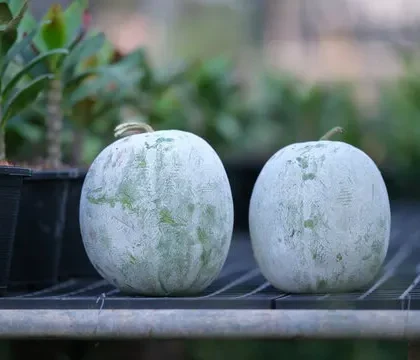 Ash Gourd (Budidha Gummadikai)