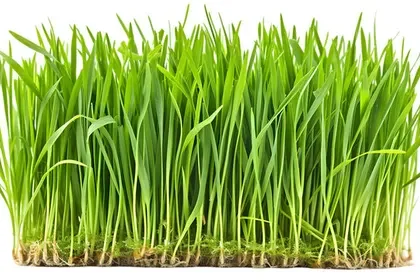Wheet Grass
