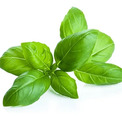 Basil
