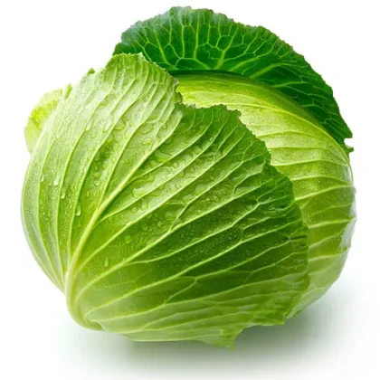 Cabbage