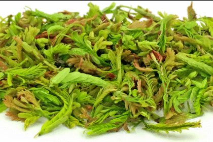 Tamarind Tender Leaves (Chinta Chiguru)