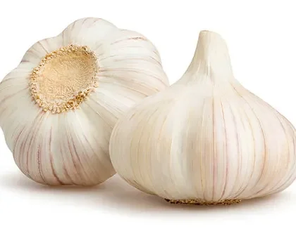 Garlic