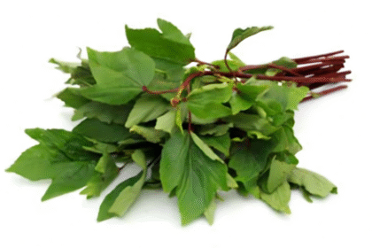 Sorrel (Gongura)