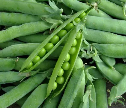 Green Peas